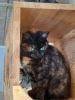 Kitti (5)